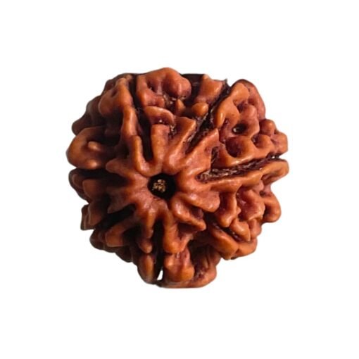 7 Mukhi Nepal Rudraksha (22.30 Mm)
