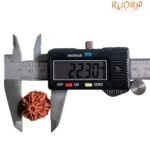 7 Mukhi Nepal Rudraksha (22.30 Mm)