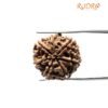 7 Mukhi Nepal Rudraksha (22.36 Mm)