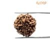 7 Mukhi Nepal Rudraksha (22.36 Mm)