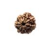 7 Mukhi Nepal Rudraksha (22.36 Mm)