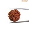 7 Mukhi Nepal Rudraksha - (22.40 Mm) 13 7 Mukhi Nepal Rudraksha - (22.40 Mm)