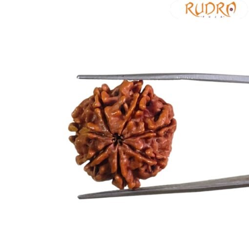 7 Mukhi Nepal Rudraksha - (22.40 MM)