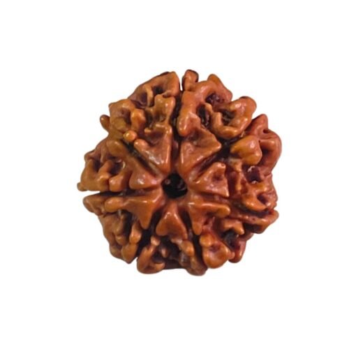 7 Mukhi Nepal Rudraksha - (22.40 MM)