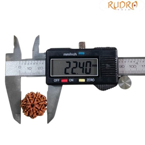 7 Mukhi Nepal Rudraksha - (22.40 MM)
