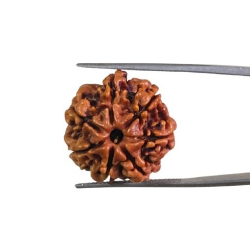 7 Mukhi Nepal Rudraksha - (22.40 Mm)