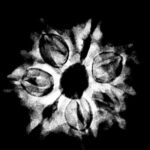 7 Mukhi Nepal Rudraksha - (22.40 Mm) 9 7 Mukhi Nepal Rudraksha - (22.40 Mm) X-Ray