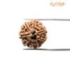 7 Mukhi Nepal Rudraksha (22.60 Mm)