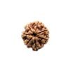 7 Mukhi Nepal Rudraksha (22.60 Mm)