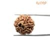 7 Mukhi Nepal Rudraksha (22.60 Mm)
