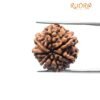 7 Mukhi Nepal Rudraksha (22.73 Mm) 15 7 Mukhi Nepal Rudraksha (22.73 Mm)
