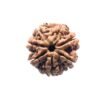7 Mukhi Nepal Rudraksha (22.73 Mm) 14 7 Mukhi Nepal Rudraksha (22.73 Mm)