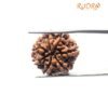 7 Mukhi Nepal Rudraksha (22.73 Mm) 13 7 Mukhi Nepal Rudraksha (22.73 Mm)