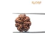 7 Mukhi Nepal Rudraksha (22.78 Mm)