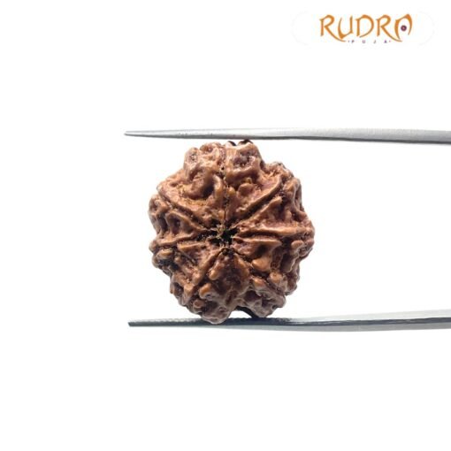 7 Mukhi Nepal Rudraksha (22.78 Mm)