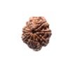 7 Mukhi Nepal Rudraksha (22.78 Mm)