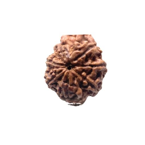 7 Mukhi Nepal Rudraksha (22.78 Mm)