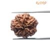 7 Mukhi Nepal Rudraksha (22.78 Mm)