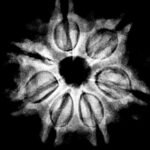 7 Mukhi Nepal Rudraksha (22.78 Mm) X-Ray