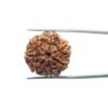 7 Mukhi Nepal Rudraksha (23.05 Mm) 11 7 Mukhi Nepal Rudraksha (23.05 Mm)