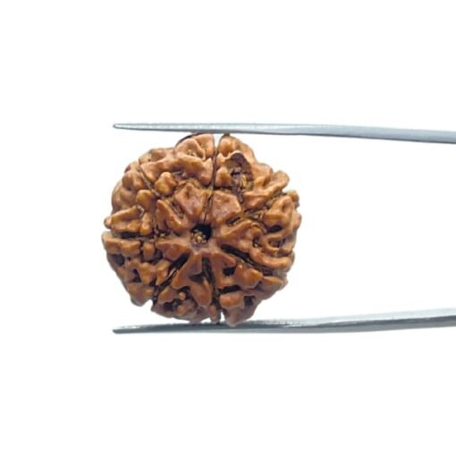 7 Mukhi Nepal Rudraksha (23.05 Mm)
