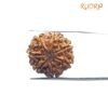 7 Mukhi Nepal Rudraksha (23.05 Mm) 13 7 Mukhi Nepal Rudraksha (23.05 Mm)
