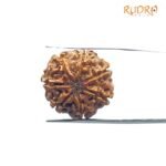 7 Mukhi Nepal Rudraksha (23.05 MM)