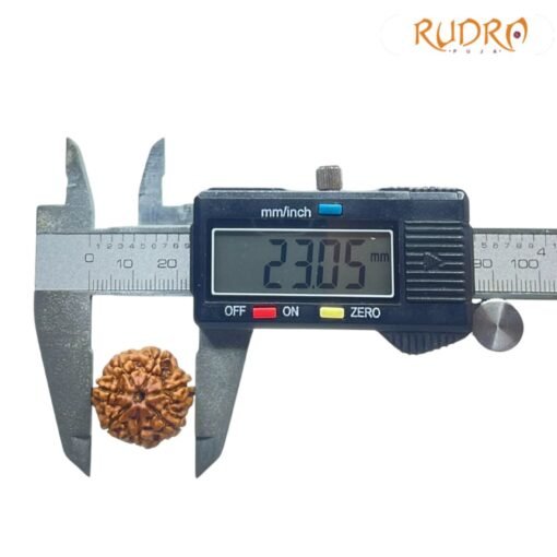 7 Mukhi Nepal Rudraksha (23.05 MM)