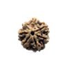 7 Mukhi Nepal Rudraksha (23.10 Mm)