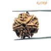 7 Mukhi Nepal Rudraksha (23.10 Mm)
