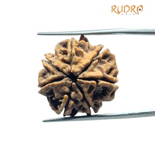 7 Mukhi Nepal Rudraksha (23.10 Mm)