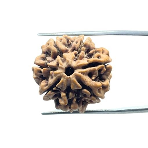 7 Mukhi Nepal Rudraksha (23.10 Mm)