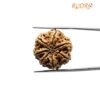 7 Mukhi Nepal Rudraksha (23.44 Mm)
