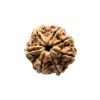 7 Mukhi Nepal Rudraksha (23.44 Mm)