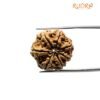 7 Mukhi Nepal Rudraksha (23.44 Mm)