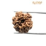 7 Mukhi Nepal Rudraksha (23.66 Mm)