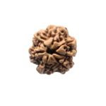 7 Mukhi Nepal Rudraksha (23.66 Mm)