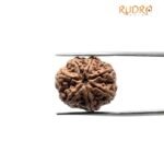 7 Mukhi Nepal Rudraksha (23.72 Mm)