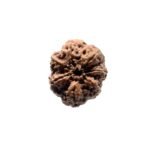 7 Mukhi Nepal Rudraksha (23.72 Mm)