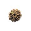 7 Mukhi Nepal Rudraksha (23.73 Mm) 12 7 Mukhi Nepal Rudraksha (23.73 Mm)