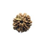 7 Mukhi Nepal Rudraksha (23.73 Mm)