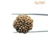 7 Mukhi Nepal Rudraksha (23.73 Mm) 11 7 Mukhi Nepal Rudraksha (23.73 Mm)