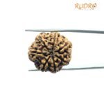 7 Mukhi Nepal Rudraksha (23.73 mm)