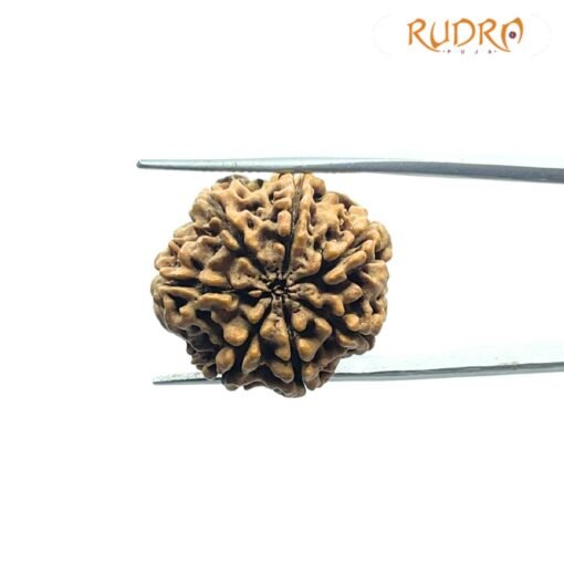 7 Mukhi Nepal Rudraksha (23.73 Mm)