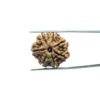 7 Mukhi Nepal Rudraksha (23.73 mm)