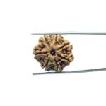 7 Mukhi Nepal Rudraksha (23.73 mm)