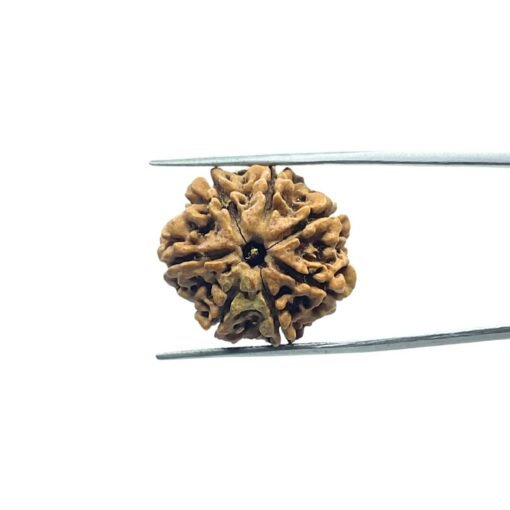 7 Mukhi Nepal Rudraksha (23.73 Mm)