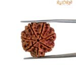 7 Mukhi Nepal Rudraksha (23.80 MM)