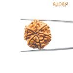 7 Mukhi Nepal Rudraksha (24.23 Mm)