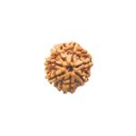 7 Mukhi Nepal Rudraksha (24.23 Mm)